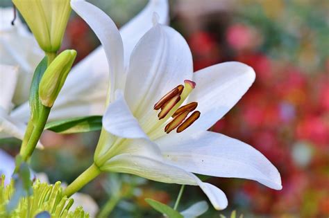 百合花 風水|金運と恋愛運をアップさせるユリの花風水 